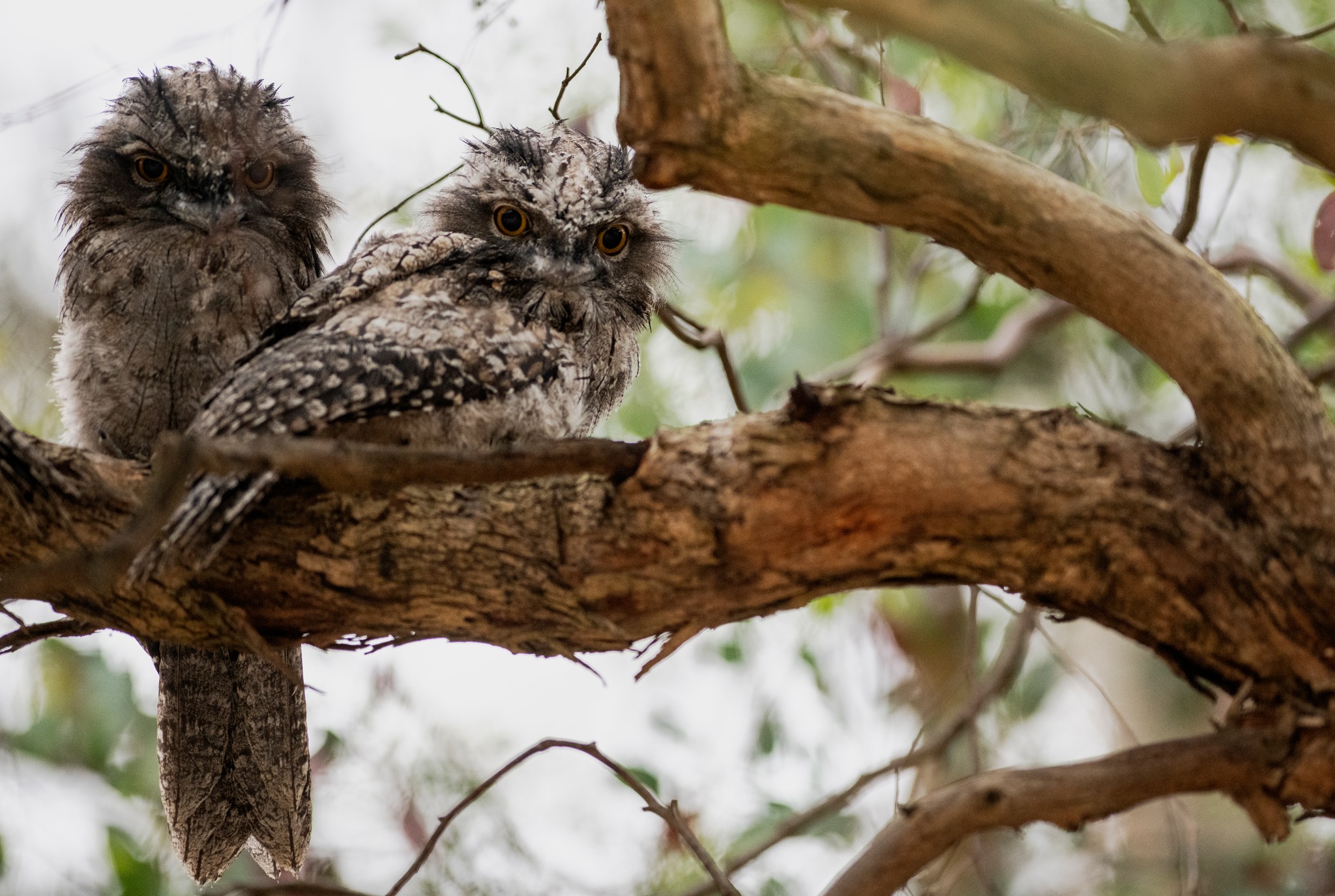 November Bird Survey Yalukit Willam Nature Association Inc